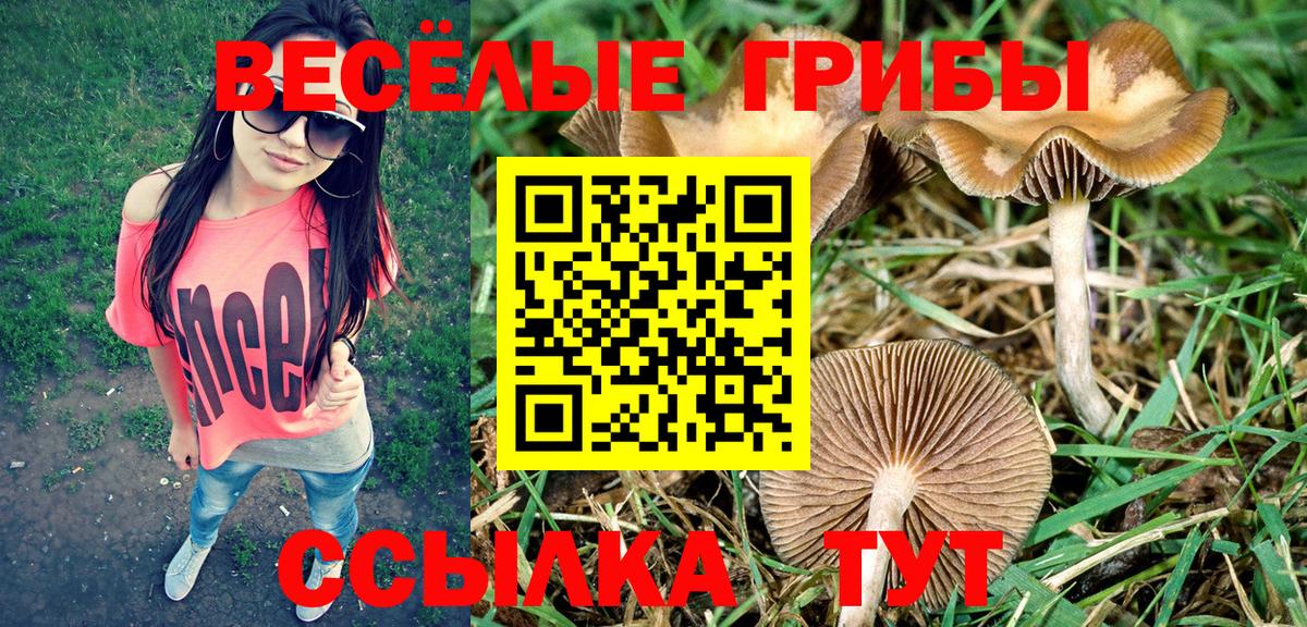 Псилоцибиновые грибы Psilocybe Карабулак